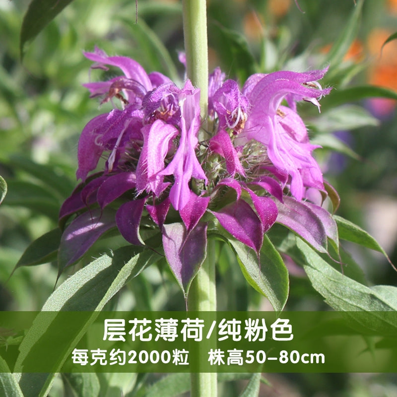 Scarlet Beebalm Pale Pink NMD03 Flower Seeds