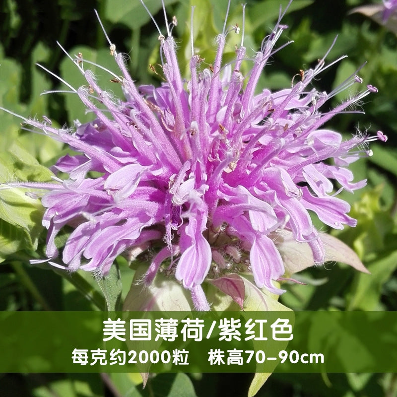 Scarlet Beebalm Purple NMD04 Flower Seeds