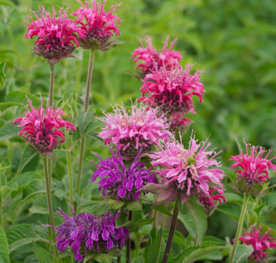 Scarlet Beebalm Mix NMD05 Flower Seeds