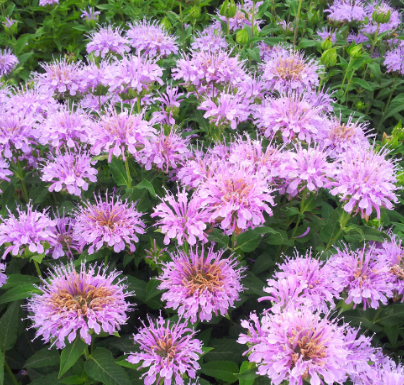 Wild Bergamot Light Pink NMF01 Flower Seeds