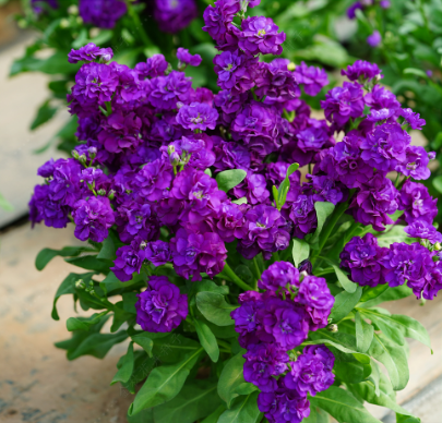 Hoary Stock Double Violet NMI12 Flower Seeds