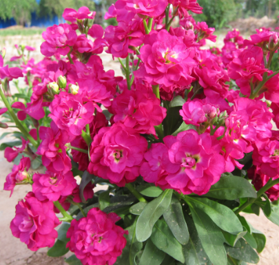 Hoary Stock Double Rose Red NMI13 Flower Seeds