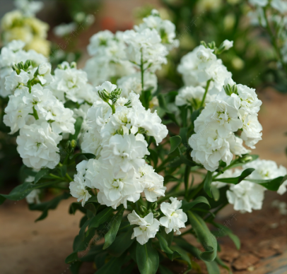 Hoary Stock Double White NMI14 Flower Seeds