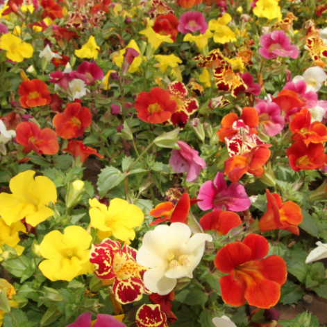 Monkey Flower Mix NMIM01 Flower Seeds