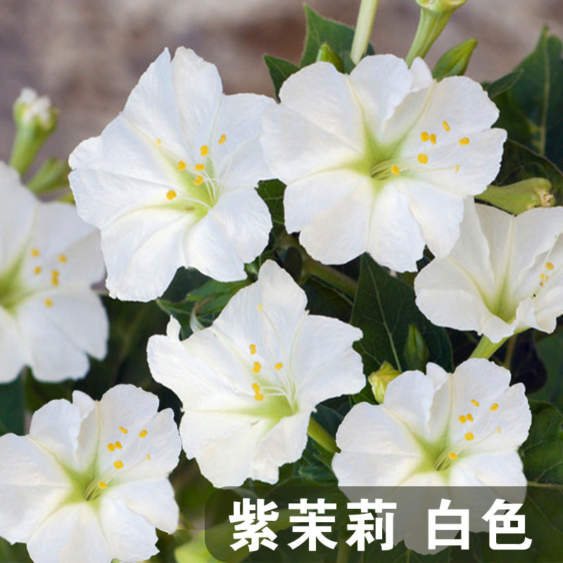 Four O'Clocks White NMJ01 Flower Seeds