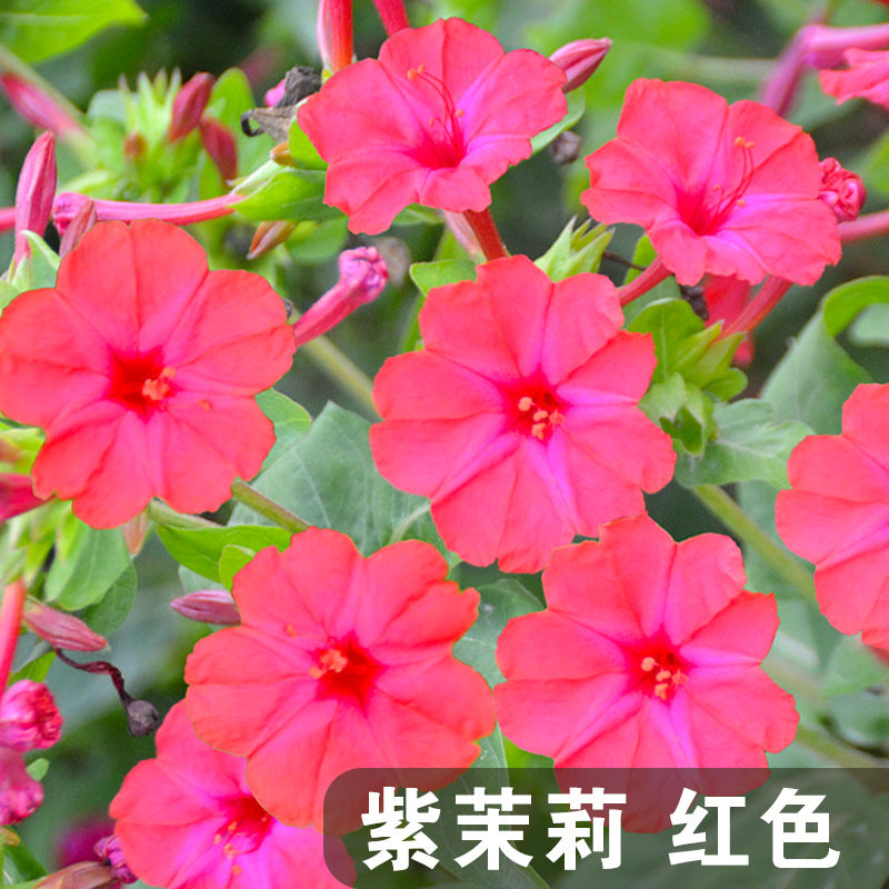 Four O'Clocks Red NMJ03 Flower Seeds