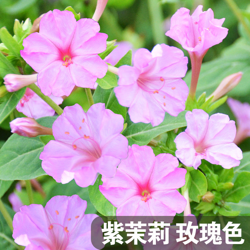 Four O'Clocks Rose NMJ04 Flower Seeds