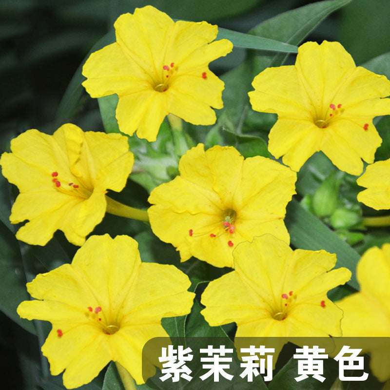 Four O'Clocks Yellow NMJ05 Flower Seeds