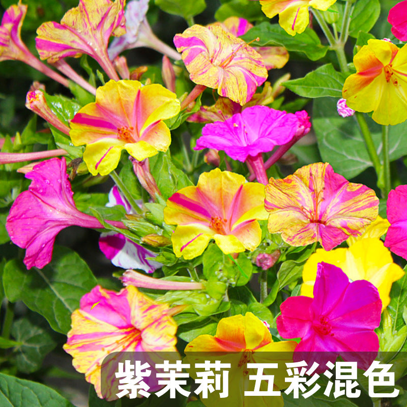 Four O'Clocks Multi Color Mix NMJ07 Flower Seeds