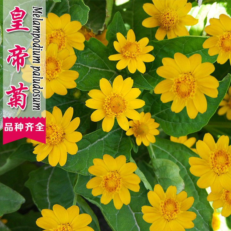 Butter Daisy Golden NMP01 Flower Seeds