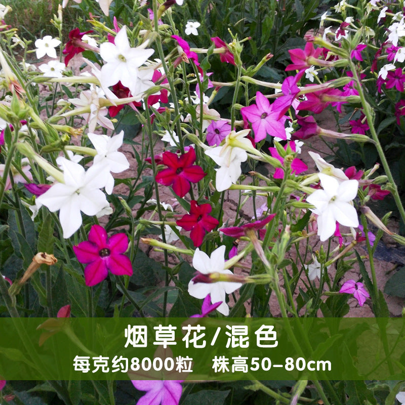 Tobacco/Jasmine Tobacco Mix NNA04 Flower Seeds