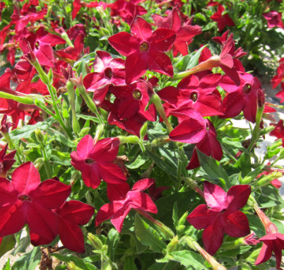 Jasmine Tobacco Dwarf Red NNA06 Flower Seeds