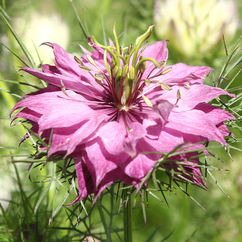 Love-In-A-Mist Purple-Red NND01 Flower Seeds