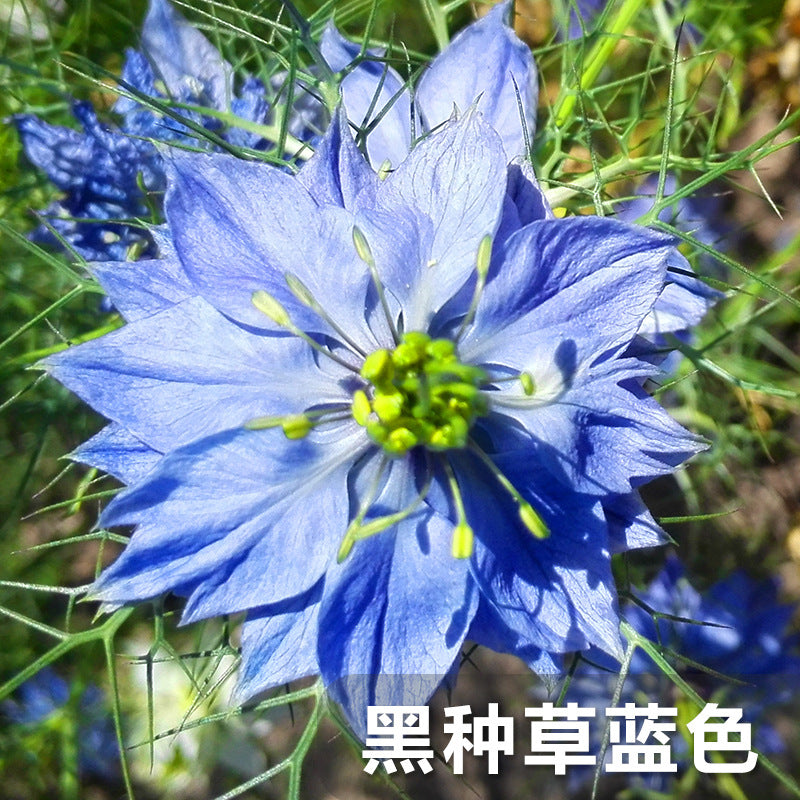 Love-In-A-Mist Blue NND02 Flower Seeds