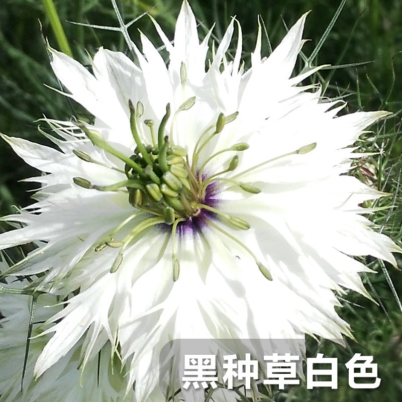 Love-In-A-Mist White NND03 Flower Seeds