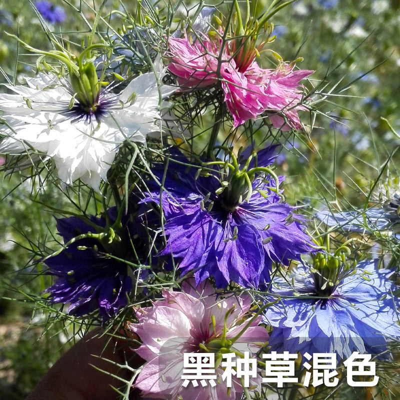 Love-In-A-Mist Mix NND04 Flower Seeds