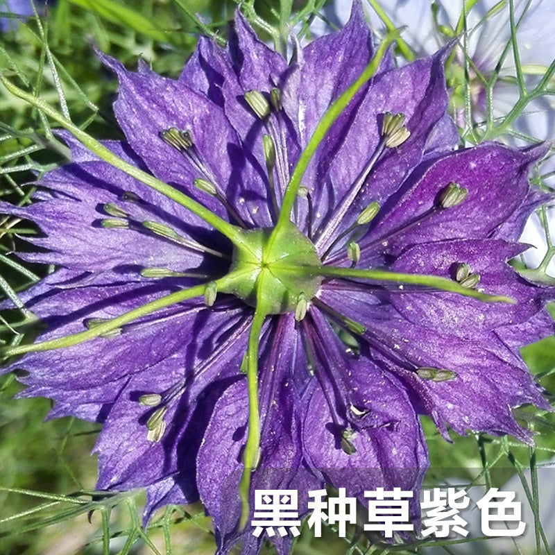 Love-In-A-Mist Purple NND05 Flower Seeds