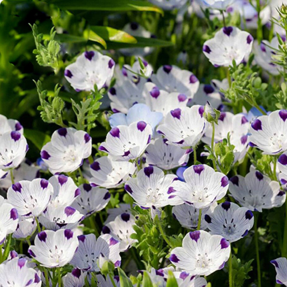 Five-Spot Seeds | Nemophila | Flower Seeds