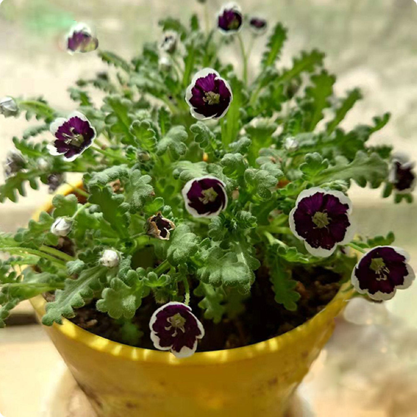 Nemophila Penny Black | Flower Seeds