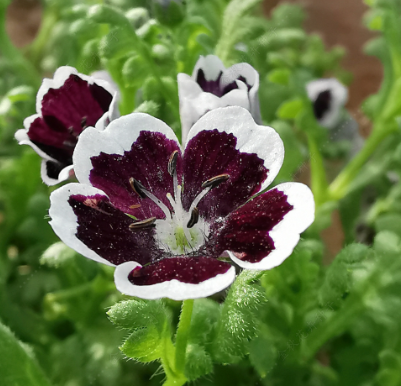 Pennie Black Black Purple NNEM03 Flower Seeds