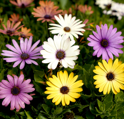 African Daisy Mix NOE07 Flower Seeds