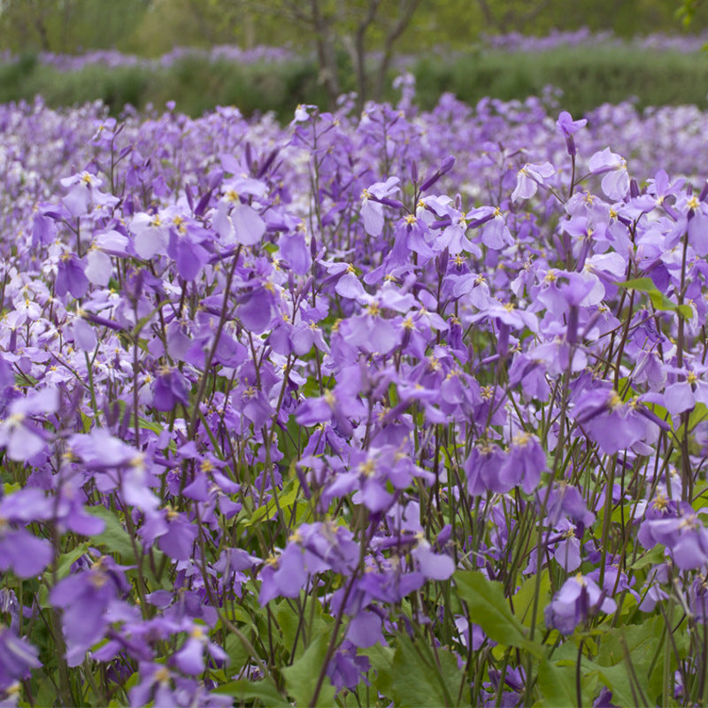 Chinese Violet Cress Blue NOV01 Flower seeds