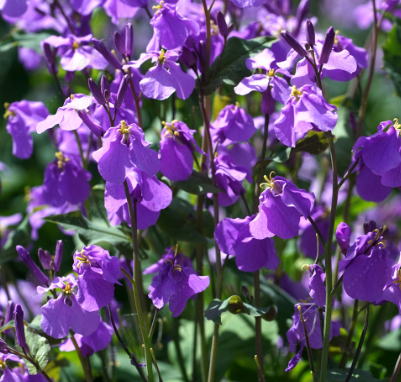 Chinese Violet Cress Dark Blue NOV02 Flower Seeds