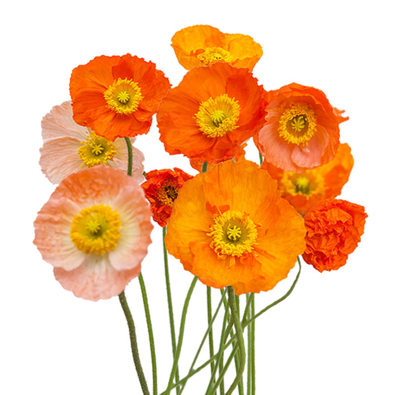 Iceland Poppy Mix NPAP01 Flower seeds