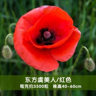 Poppy/Oriental Poppy Big Red NPAP02 Flower Seeds