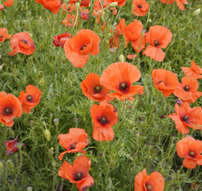 Common Poppy Single Orange Red NPAP08 Flower Seeds