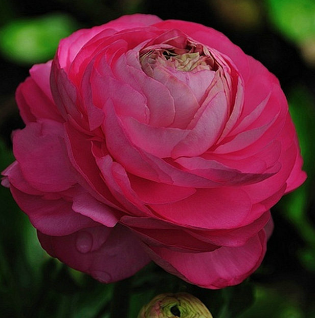 Persian Buttercups Rosy Red NPB02 Flower Seeds