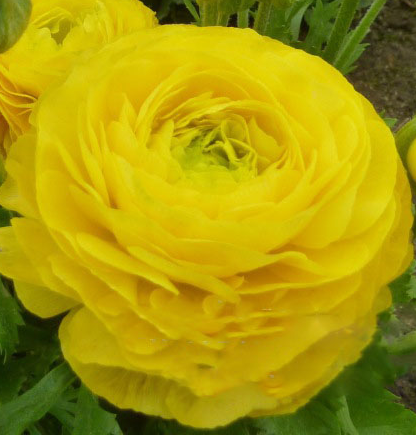 Persian Buttercups Yellow NPB03 Flower Seeds