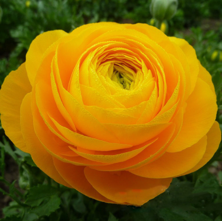 Persian Buttercups Orange NPB05 Flower Seeds