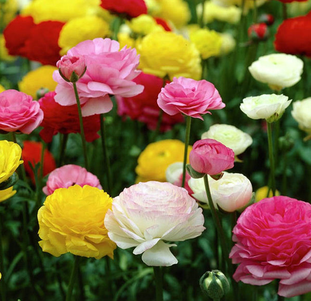 Persian Buttercups Mix NPB06 Flower Seeds