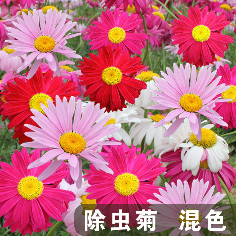 Pyrethrum Mix NPC01 Flower seeds