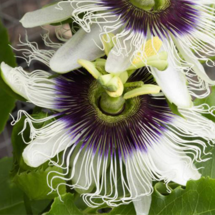 Passion Fruit Mix NPE01 Flower Seeds