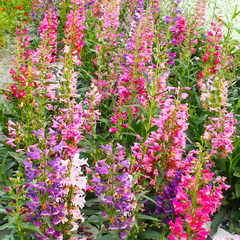 Penstemon Mix NPEN01 Flower seeds