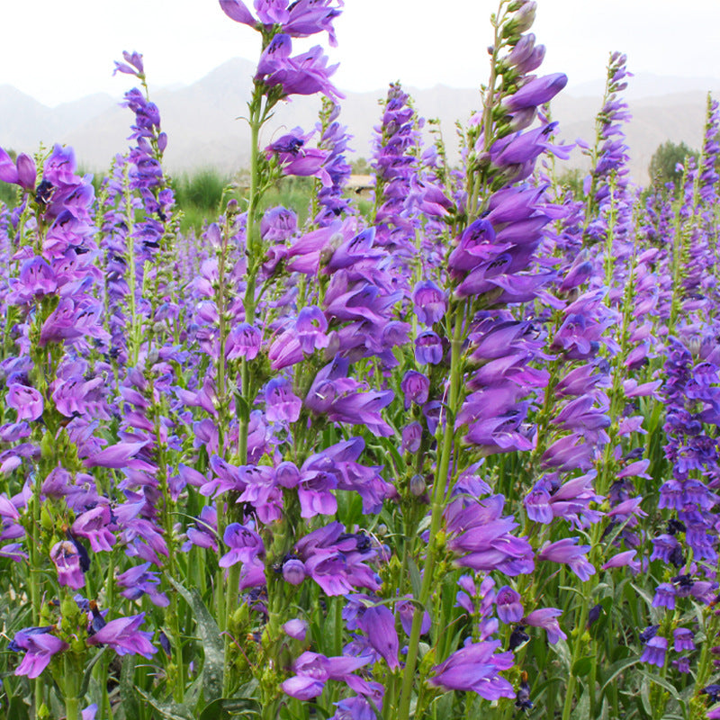 Penstemon Blue NPEN02 Flower seeds