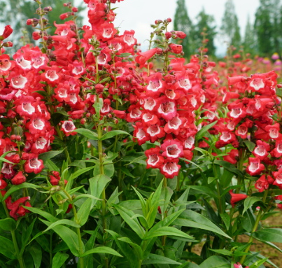 Penstemon Red NPEN04 Flower Seeds