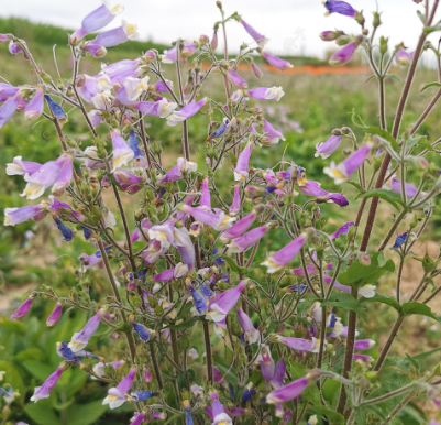 Penstemon Pink NPEN05 Flower Seeds