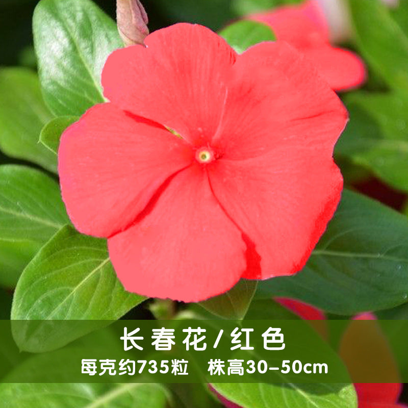 Periwinkle Red NPER01 Flower Seeds