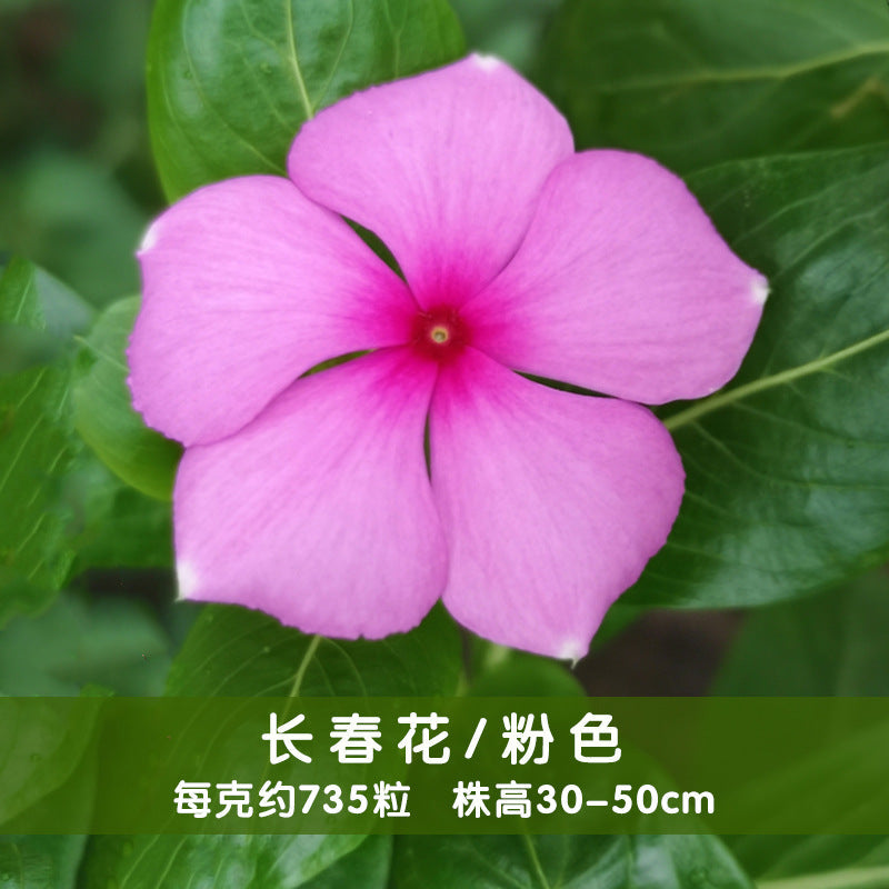 Periwinkle Pink NPER57 Flower Seeds