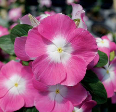 Periwinkle Pink White Heart NPER58 Flower Seeds