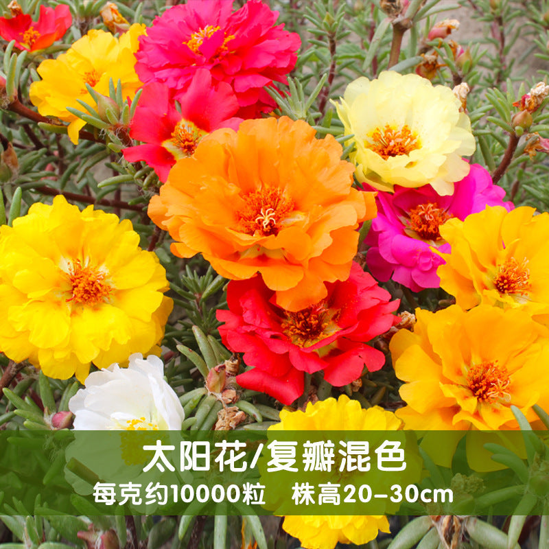 Moss Rose Mix NPG01 Flower Seeds