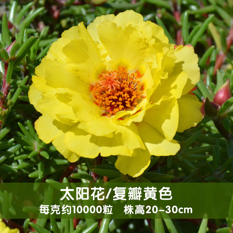 Moss Rose Yellow NPG03 Flower Seeds