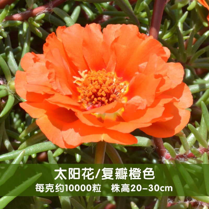 Moss Rose Orange NPG04 Flower Seeds