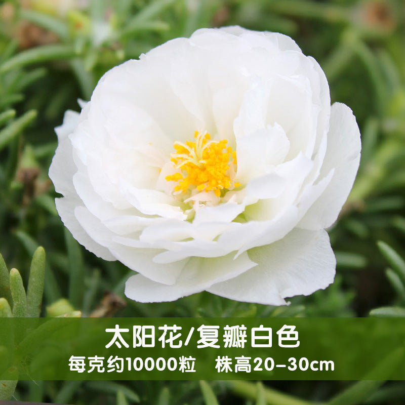 Moss Rose White NPG05 Flower Seeds