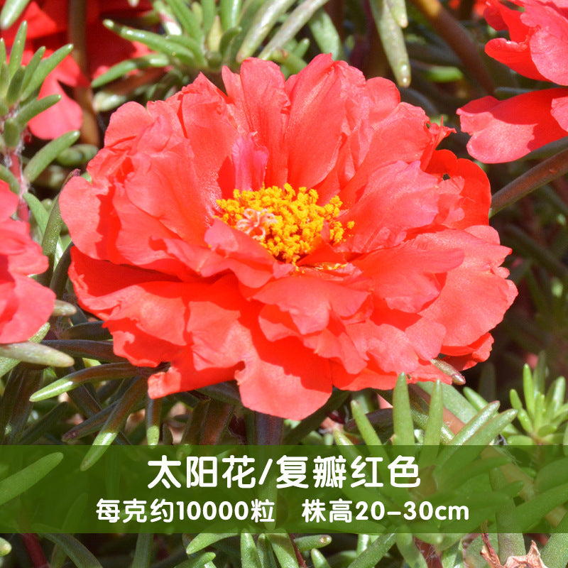 Moss Rose Red NPG06 Flower Seeds