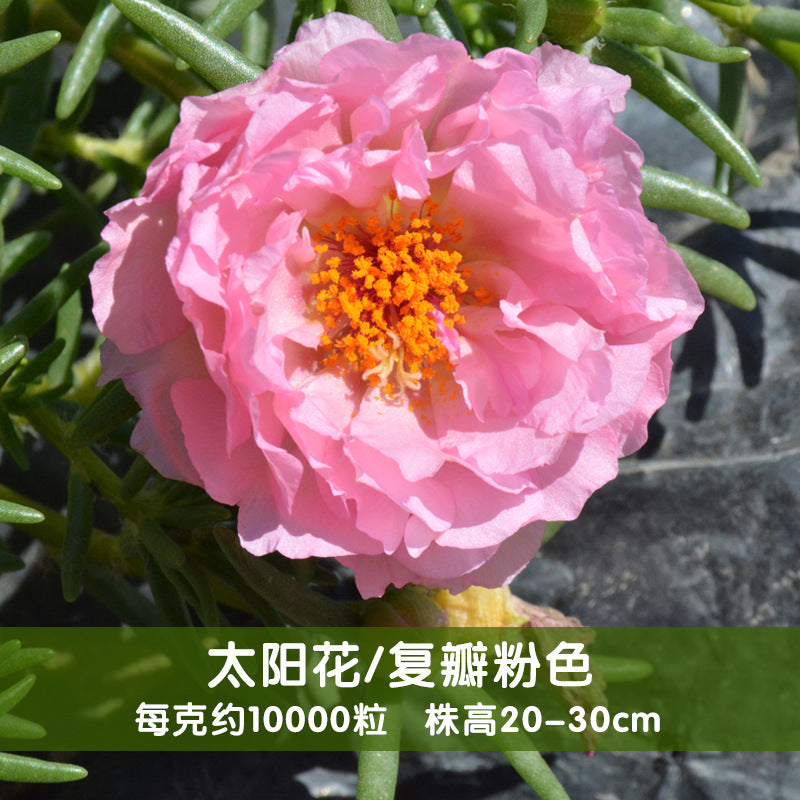 Moss Rose Pink NPG07 Flower Seeds