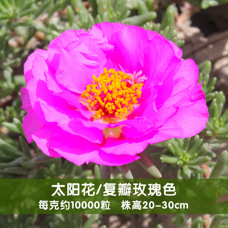 Moss Rose Rosy NPG08 Flower Seeds